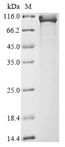 Haemophilus influenzae Transferrin-binding protein A (tbpA) Recombinant Protein, Haemophilus influenzae (strain ATCC 51907 / DSM 11121 / KW20 / Rd), E.coli, N-terminal 6xHis-tagged, 102.9 kDa, purity >≥ 85% as determined by SDS-PAGE.