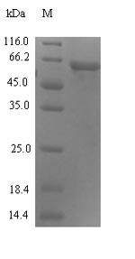 Human Syncytin-1 (ERVW-1), partial Recombinant Protein, N-His-SUMO, Homo sapiens (Human), E.coli, N-terminal 6xHis-SUMO-tagged, 63.0 kDa, purity >≥ 90% as determined by SDS-PAGE.