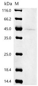 Mouse Neurogenic differentiation factor 1 (Neurod1)(M114A,H115A) Recombinant Protein, C-His, aa 1–357 (M114A,H115A), Yeast, Mus musculus (Mouse), Yeast, C-terminal 6xHis-tagged, 41.4 kDa, purity >≥ 90% as determined by SDS-PAGE.
