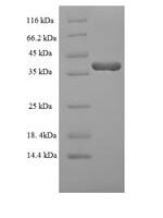 Human Dual specificity protein phosphatase 13 isoform MDSP (DUSP13) Recombinant Protein - BioCrest Sci