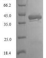 Human Protachykinin-1 (TAC1) Recombinant Protein, N-GST - BioCrest Sci