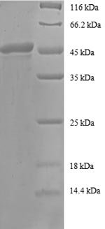 Human ADP-ribosylation factor 4 (ARF4) Recombinant Protein, Homo sapiens (Human), E.coli, N-terminal GST-tagged, 47.5 kDa, purity >≥ 90% as determined by SDS-PAGE.