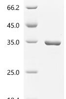 Escherichia coli 2,3-bisphosphoglycerate-dependent phosphoglycerate mutase (gpmA) Recombinant Protein, N-10His/C-Myc - BioCrest Sci