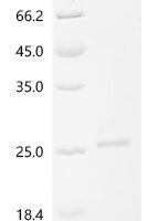 Human Protein FAM171A2(FAM171A2), partial Recombinant Protein - BioCrest Sci