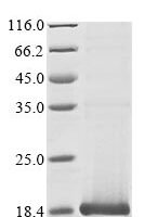 Human papillomavirus type 11 protein E4 (E4) Recombinant Protein - BioCrest Sci