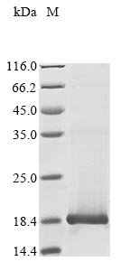 Human papillomavirus type 11 protein E4 (E4) Recombinant Protein, Human papillomavirus type 11, E.coli, N-terminal 10xHis-tagged and C-terminal Myc-tagged, 17.5 kDa, purity >≥ 85% as determined by SDS-PAGE.