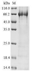 Human Polyadenylate-binding protein-interacting protein 1 (PAIP1) Recombinant Protein, Homo sapiens (Human), E.coli, N-terminal 10xHis-tagged and C-terminal Myc-tagged, 61.0 kDa, purity >≥ 85% as determined by SDS-PAGE.