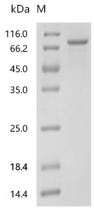 Saccharomyces cerevisiae 1,3-beta-glucan synthase component FKS1 (FKS1), partial Recombinant Protein, Saccharomyces cerevisiae (strain ATCC 204508 / S288c) (Baker's yeast), E.coli, C-terminal 6xHis-tagged, 82.9 kDa, purity >≥ 85% as determined by SDS-PAGE.