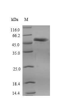 Human Receptor-interacting serine/threonine-protein kinase 3 (RIPK3) Recombinant Protein, N-His, Homo sapiens (Human), Yeast, N-terminal 6xHis-tagged, 58.9 kDa, purity >≥ 90% as determined by SDS-PAGE.