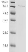 Human herpesvirus 1 Envelope glycoprotein B (gB), partial Recombinant Protein, N-10His/C-Myc, aa 31–774 - BioCrest Sci