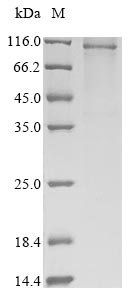 Human Plasminogen (PLG) (R386Q) Recombinant Protein, Homo sapiens (Human), Baculovirus, N-terminal 10xHis-tagged and C-terminal Myc-tagged, 92.3 kDa, purity >≥ 85% as determined by SDS-PAGE.