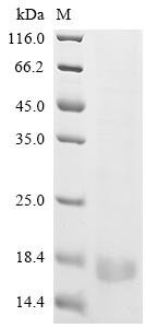 Human cytomegalovirus Uncharacterized protein UL131 (UL131) Recombinant Protein, C-His, Human cytomegalovirus (strain AD169) (HHV-5) (Human herpesvirus 5), E.coli, C-terminal 6xHis-tagged, 15.2 kDa, purity >≥ 85% as determined by SDS-PAGE.