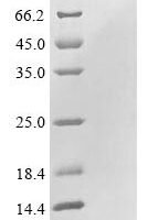 Arabidopsis thaliana Defensin-like protein 16 (PDF1.2A) Recombinant Protein - BioCrest Sci