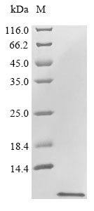 Arabidopsis thaliana Defensin-like protein 16 (PDF1.2A) Recombinant Protein, Arabidopsis thaliana (Mouse-ear cress), E.coli, Tag-Free, 5.5 kDa, purity >≥ 85% as determined by SDS-PAGE.