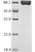 Arabidopsis thaliana Abscisic acid receptor PYR1 (PYR1),Biotinylated Recombinant Protein - BioCrest Sci