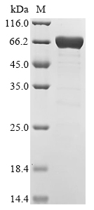 Arabidopsis thaliana Abscisic acid receptor PYR1 (PYR1),Biotinylated Recombinant Protein, Arabidopsis thaliana (Mouse-ear cress), E.coli, N-terminal MBP-tagged and C-terminal 6xHis-Avi-tagged, 69.3 kDa, purity >≥ 85% as determined by SDS-PAGE.