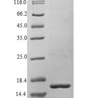 Human Bone morphogenetic protein 3 (BMP3) Recombinant Protein, N-His - BioCrest Sci