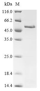 Human Melanoma-associated antigen 4 (MAGEA4) Recombinant Protein, Homo sapiens (Human), E.coli, N-terminal 10xHis-tagged, 38.5 kDa, purity >≥ 85% as determined by SDS-PAGE.