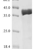 Escherichia coli Molybdate-binding protein ModA (modA) Recombinant Protein - BioCrest Sci
