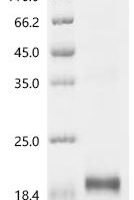 Bovine Muellerian-inhibiting factor (AMH), partial Recombinant Protein, N-10His/C-Myc - BioCrest Sci