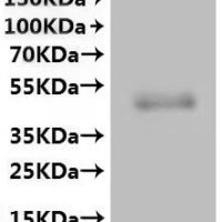 Human Gap junction alpha-1 protein (GJA1)-VLPs Recombinant Protein - BioCrest Sci