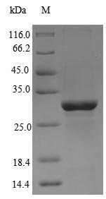 Chicken Anosmin-1 (ANOS1), partial Recombinant Protein, Gallus gallus (Chicken), E.coli, N-terminal 6xHis-tagged, 33.2 kDa, purity >≥ 90% as determined by SDS-PAGE.