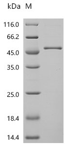 Human S-adenosylmethionine synthase isoform type-1 (MAT1A) Recombinant Protein, N-10His, Homo sapiens (Human), E.coli, N-terminal 10xHis-tagged, 47.3 kDa, purity >≥ 90% as determined by SDS-PAGE.