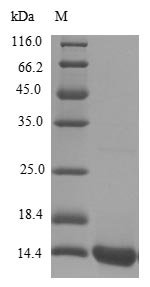 Human Scrapie-responsive protein 1 (SCRG1) Recombinant Protein, Homo sapiens (Human), E.coli, N-terminal 6xHis-tagged, 12.9 kDa, purity >≥ 85% as determined by SDS-PAGE.