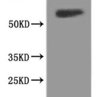 Rat Glutamate receptor ionotropic, NMDA 1 (Grin1), partial-VLPs, Fluorescent Recombinant Protein - BioCrest Sci