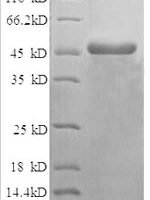 Human NADH dehydrogenase [ubiquinone] flavoprotein 2, mitochondrial (NDUFV2), partial Recombinant Protein - BioCrest Sci