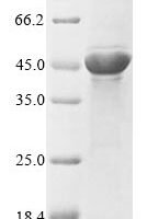 Escherichia coli Outer membrane protein F (ompF) Recombinant Protein - BioCrest Sci