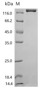Human Ectonucleotide pyrophosphatase/phosphodiesterase family member 3 (ENPP3), partial Recombinant Protein, Homo sapiens (Human), Mammalian cell, C-terminal hFc1-tagged, 123.9 kDa, purity >≥ 95% as determined by SDS-PAGE.