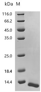 Mouse Protransforming growth factor alpha (Tgfa), partial Recombinant Protein, C-10His, Mus musculus (Mouse), Mammalian cell, C-terminal 10xHis-tagged, 12.2 kDa, purity >≥ 95% as determined by SDS-PAGE.≥ 95% as determined by SEC-HPLC.