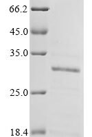 Human Polyadenylate-binding protein 2 (PABPN1) Recombinant Protein - BioCrest Sci