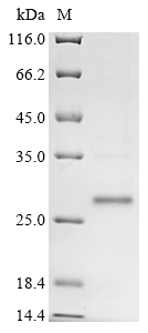 Mouse Placenta-expressed transcript 1 protein (Plet1) Recombinant Protein, N-10His, Mus musculus (Mouse), Baculovirus, N-terminal 10xHis-tagged, 22.5 kDa, purity >≥ 85% as determined by SDS-PAGE.