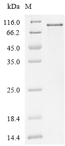 Mouse Osteopontin (Spp1), partial Recombinant Protein, C-hFc1, Mus musculus(Mouse), Mammalian cell, C-terminal hFc1-tagged, 57.8 kDa, purity >≥ 95% as determined by SDS-PAGE.