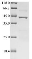 Streptomyces sp. L-proline cis-3-hydroxylase 2 Recombinant Protein - BioCrest Sci