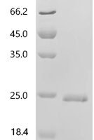 Pentadiplandra brazzeana Defensin-like protein Recombinant Protein, N-His-SUMOstar - BioCrest Sci