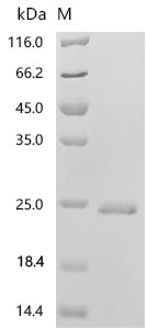 Pentadiplandra brazzeana Defensin-like protein Recombinant Protein, N-His-SUMOstar, Pentadiplandra brazzeana, Yeast, N-terminal 6xHis-sumostar-tagged, 19.6 kDa, purity >≥ 95% as determined by SDS-PAGE.