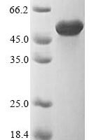 uncultured bacterium Flagellin Recombinant Protein - BioCrest Sci