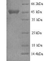 Escherichia coli NAD (P) transhydrogenase subunit alpha (tsr), partial Recombinant Protein - BioCrest Sci