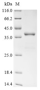 Mouse Protein Wnt-3a (Wnt3a), partial Recombinant Protein, Mus musculus (Mouse), E.coli, N-terminal GST-tagged, 40.9 kDa, purity >≥ 90% as determined by SDS-PAGE.