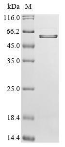 Mouse Osteopontin (Spp1), partial Recombinant Protein, N-10His/C-Myc, Mus musculus (Mouse), E.coli, N-terminal 10xHis-tagged and C-terminal Myc-tagged, 37.8 kDa, purity >≥ 85% as determined by SDS-PAGE.