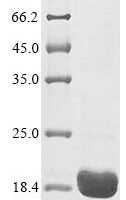 Bovine Odorant-binding protein Recombinant Protein, Tag-Free - BioCrest Sci