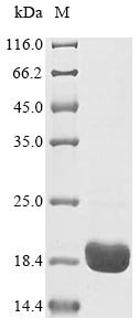 Bovine Odorant-binding protein Recombinant Protein, Tag-Free, Bos taurus (Bovine), Yeast, Tag-Free, 18.5 kDa, purity >≥ 90% as determined by SDS-PAGE.