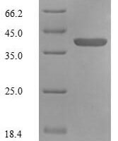 Human 39S ribosomal protein L55, mitochondrial (MRPL55) Recombinant Protein - BioCrest Sci