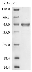 Helicobacter pylori Vacuolating cytotoxin autotransporter (vacA), partial Recombinant Protein, N-10His, Helicobacter pylori (strain ATCC 700392 / 26695) (Campylobacter pylori), E.coli, N-terminal 10xHis-tagged, 35.6 kDa, purity >≥ 90% as determined by SDS-PAGE.
