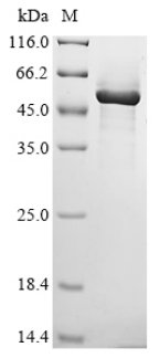 Human Phosphatidylserine decarboxylase proenzyme, mitochondrial (PISD) Recombinant Protein, Homo sapiens (Human), E.coli, N-terminal 6xHis-SUMO-tagged, 56.0 kDa, purity >≥ 90% as determined by SDS-PAGE.