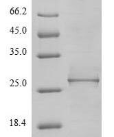 Borrelia burgdorferi ATP-dependent Clp protease proteolytic subunit 2 (clpP2) Recombinant Protein, N-10His/C-Myc - BioCrest Sci