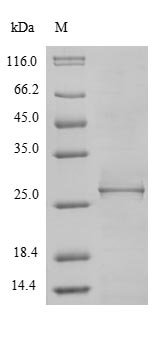 Borrelia burgdorferi ATP-dependent Clp protease proteolytic subunit 2 (clpP2) Recombinant Protein, N-10His/C-Myc, Borrelia burgdorferi (strain ATCC 35210 / B31 / CIP 102532 / DSM 4680), E.coli, N-terminal 10xHis-tagged and C-terminal Myc-tagged, 27.2 kDa, purity >≥ 85% as determined by SDS-PAGE.